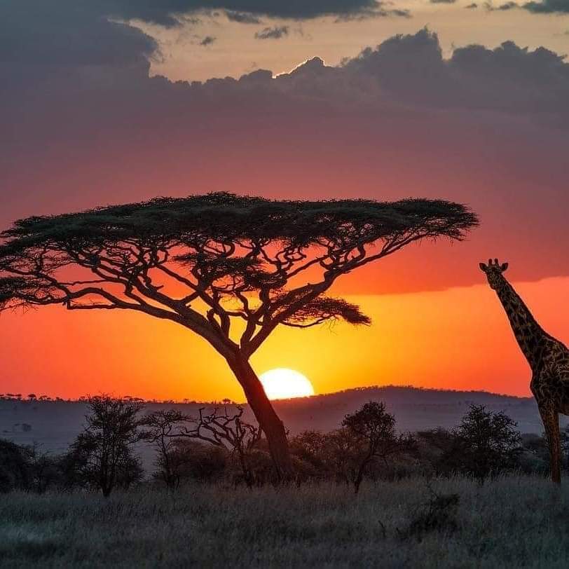 Serengeti Adventure